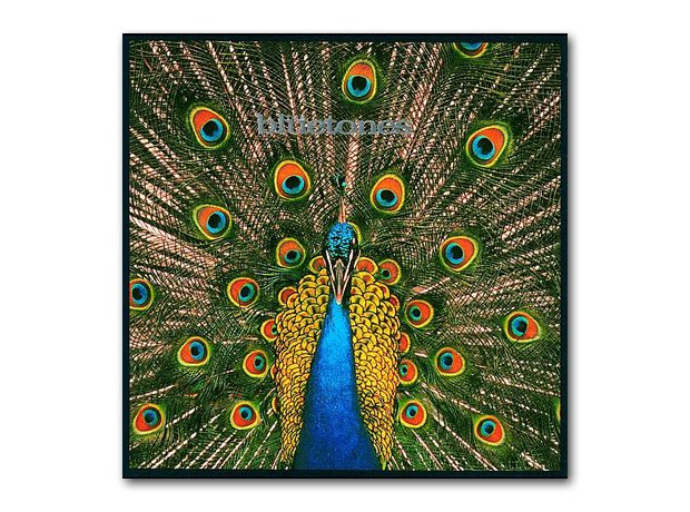 The Bluetones - Expecting To Fly