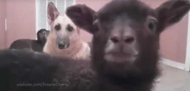 Insane Cherry Animals Singing Pixies video still
