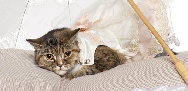 prom dresses for cats