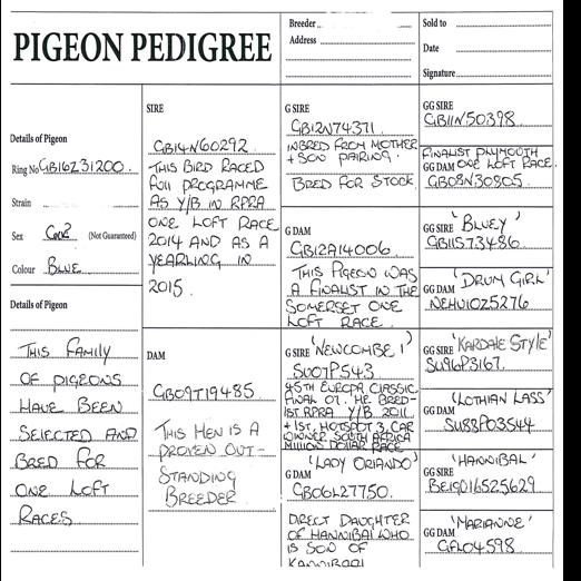 Radio X Pigeon Pedigree