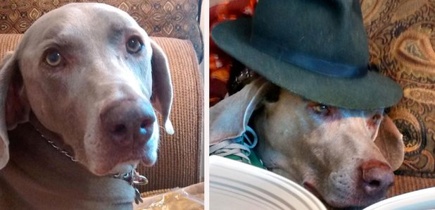 Dog Eating Vegan Tofu Sausages imgur