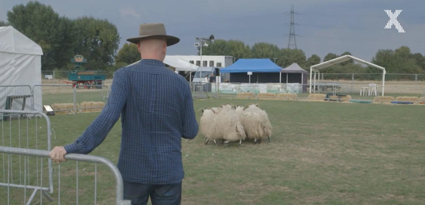 Dominic Byrne sheep