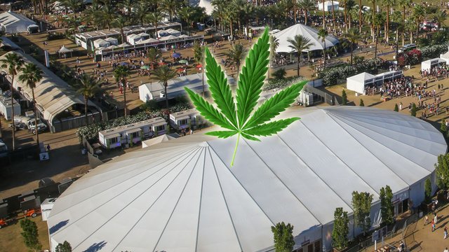 Coachella site 2015 with marijuana leaves 